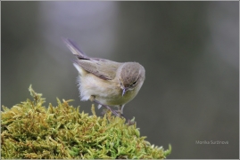 <p>BUDNÍČEK MENŠÍ (Phylloscopus collybita) /Common chiffchaff – Zilpzalp/</p>